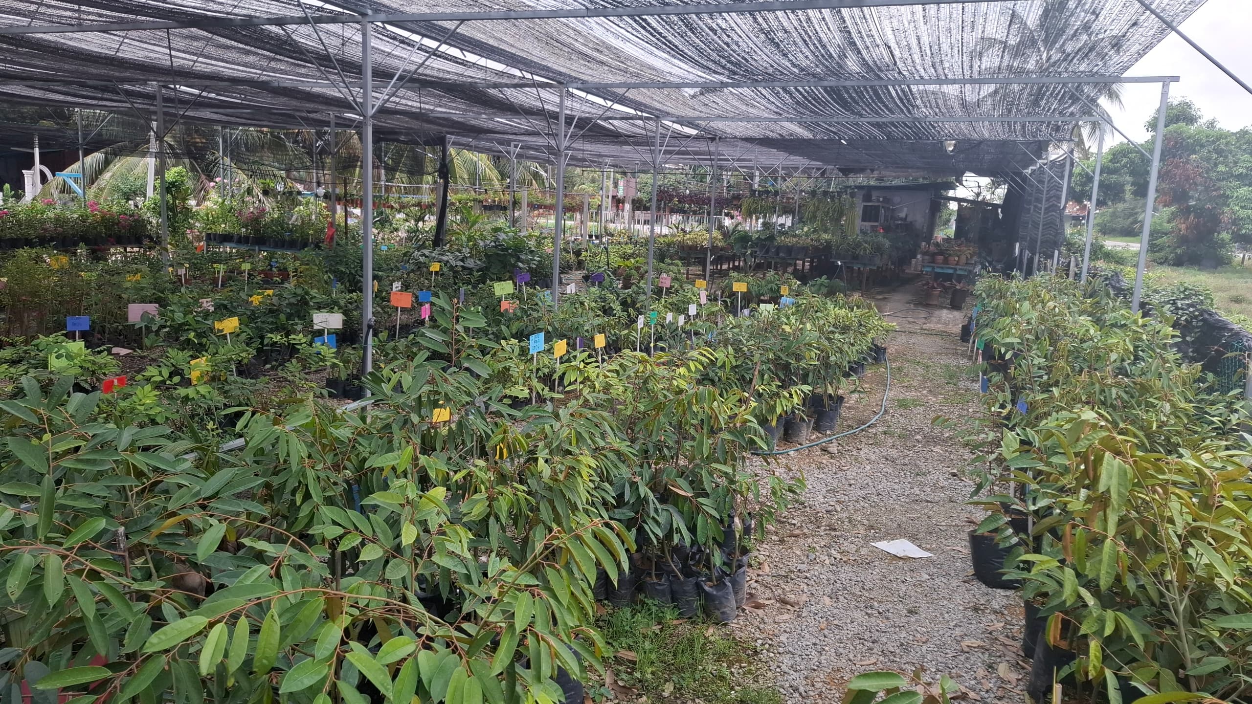 Pokok Kahwin Cepat Berbuah