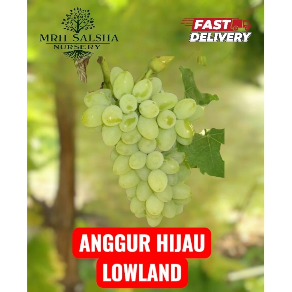 Anak Pokok Anggur Hijau