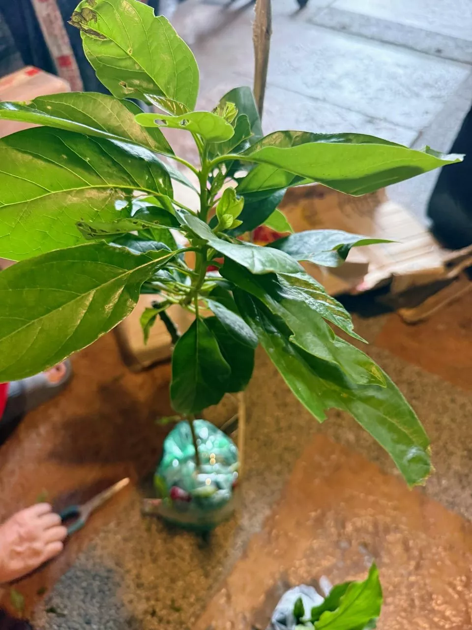 Ulasan Avocado 1
