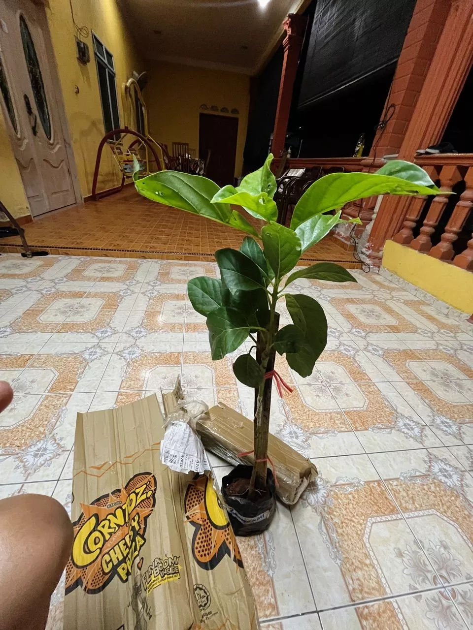 Ulasan Avocado 3