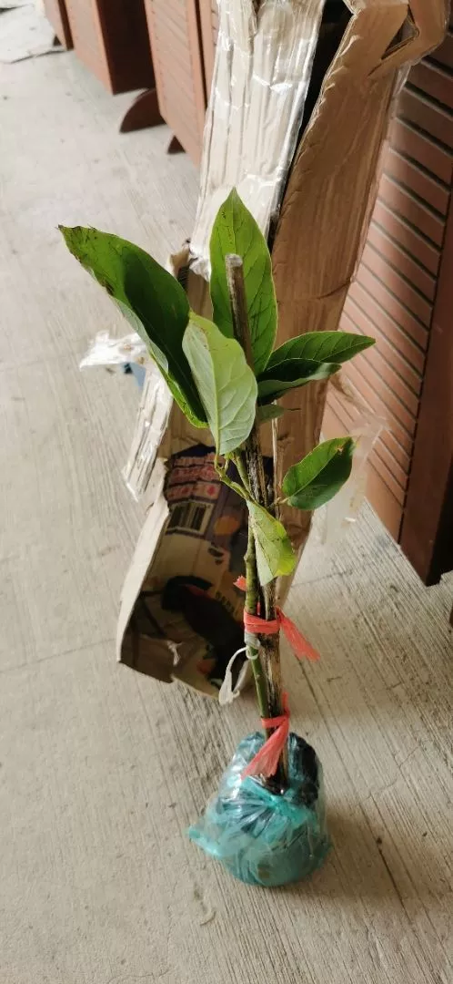Ulasan Avocado 5