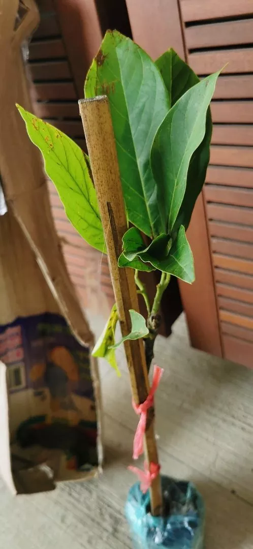 Ulasan Avocado 6