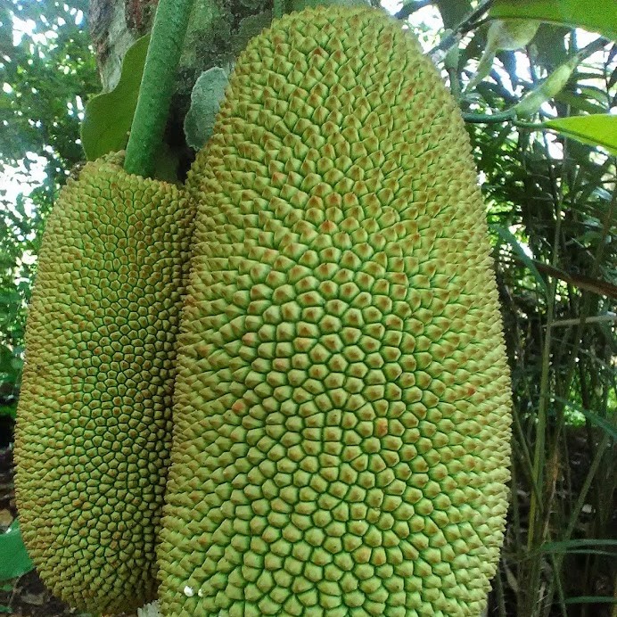Cempedak King