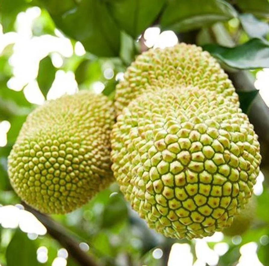 Cempedak Nangka