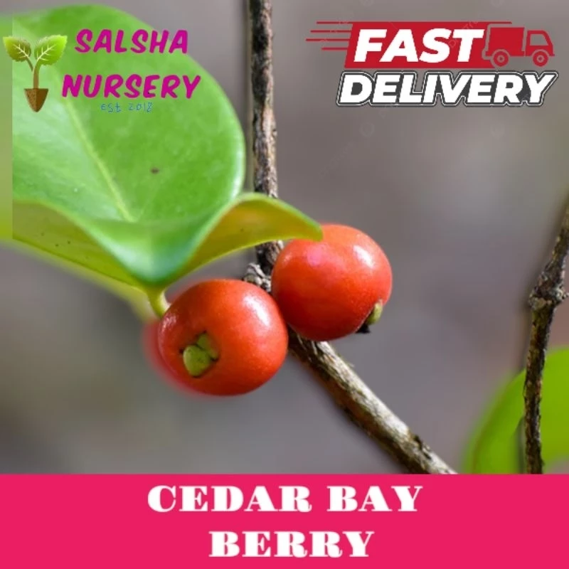 Anak Pokok Cedar Bay Cerry @ Ceri Pattaya