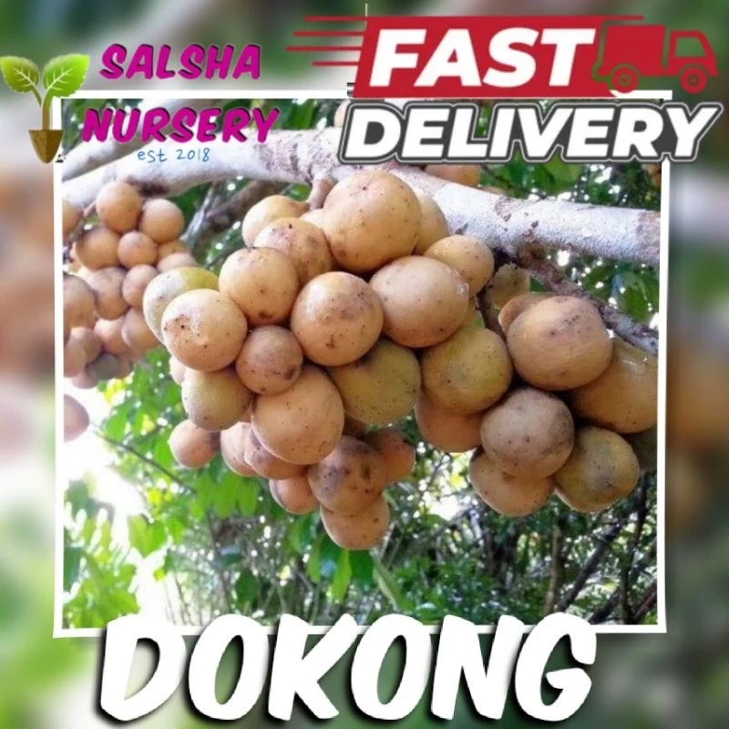 Anak Pokok Dokong