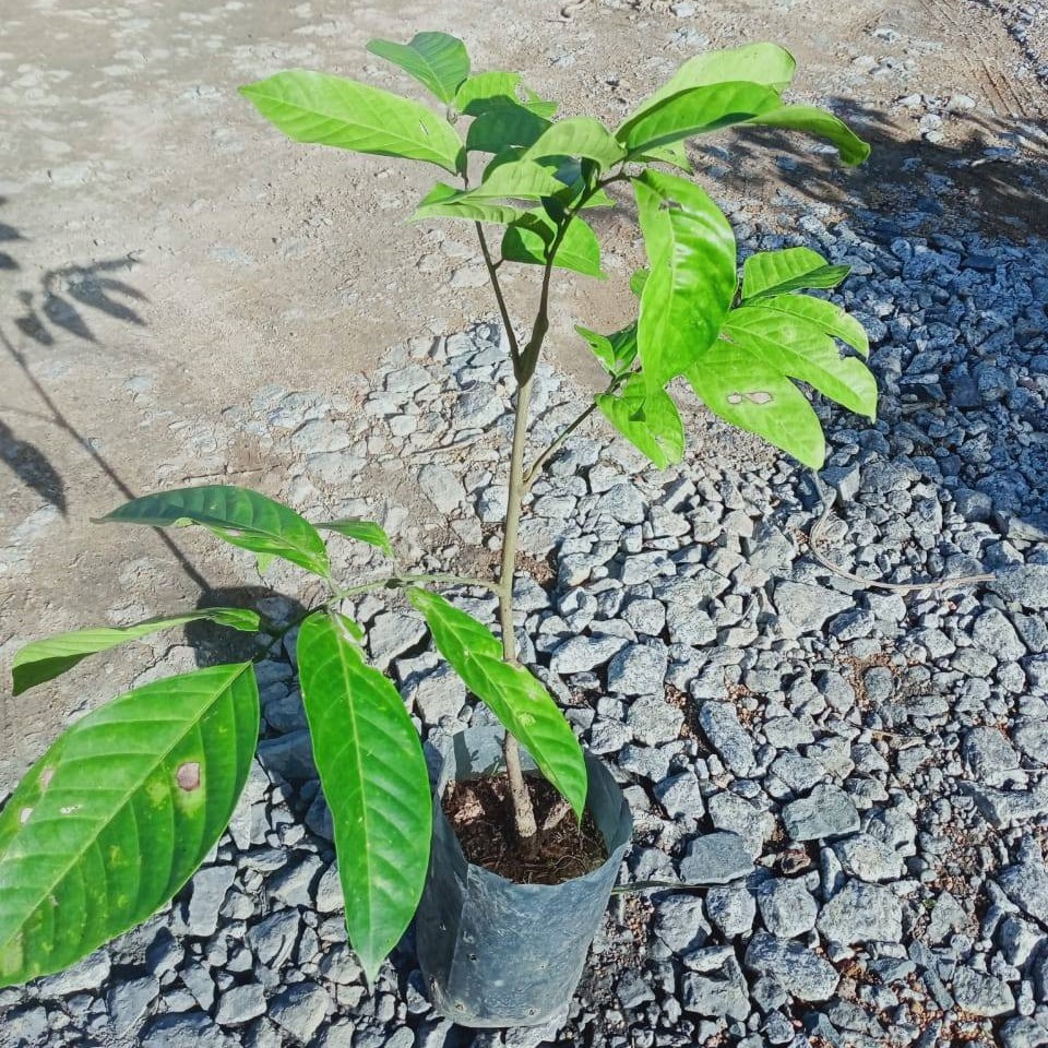 Dokong