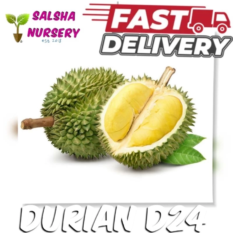 Anak Pokok Durian D24