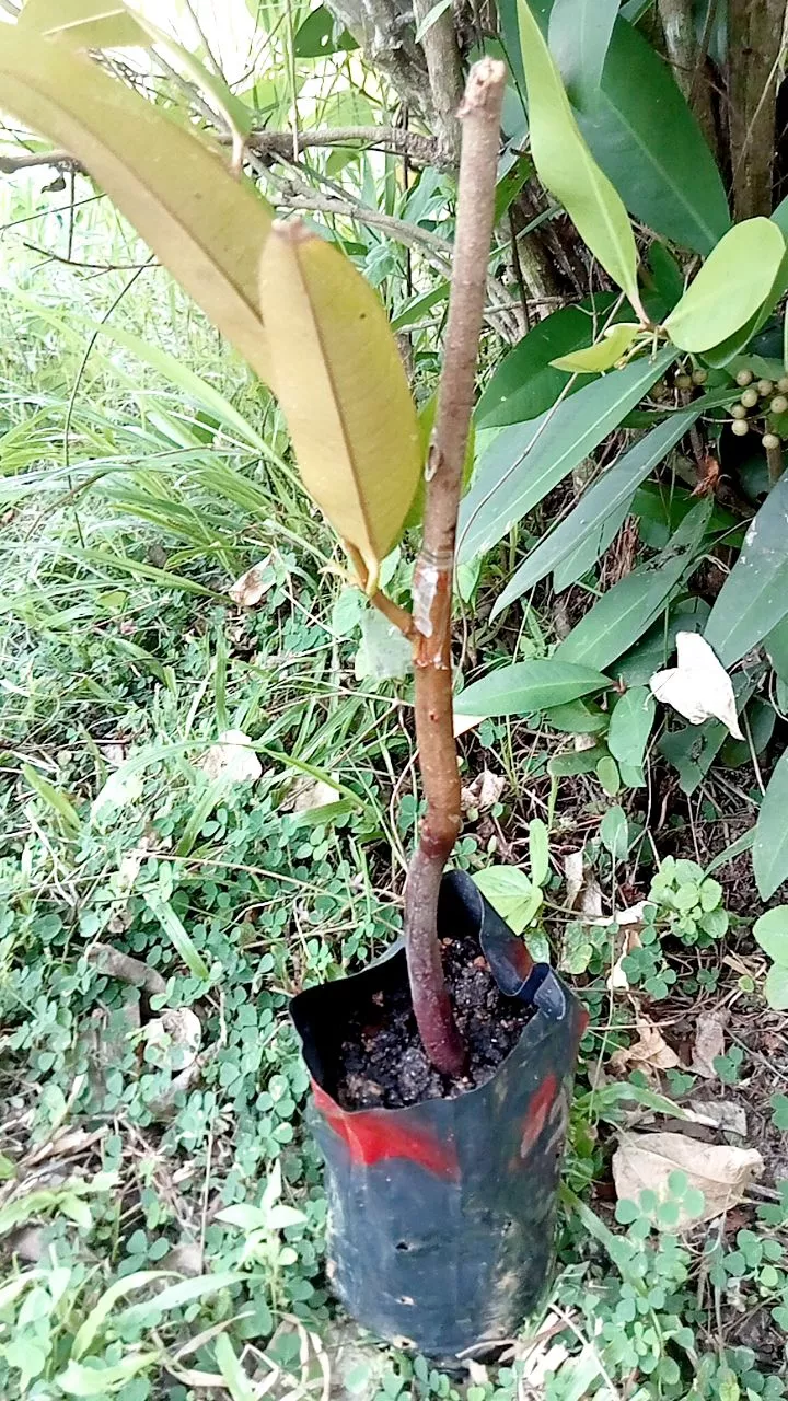 Review Pokok Durian D24 10
