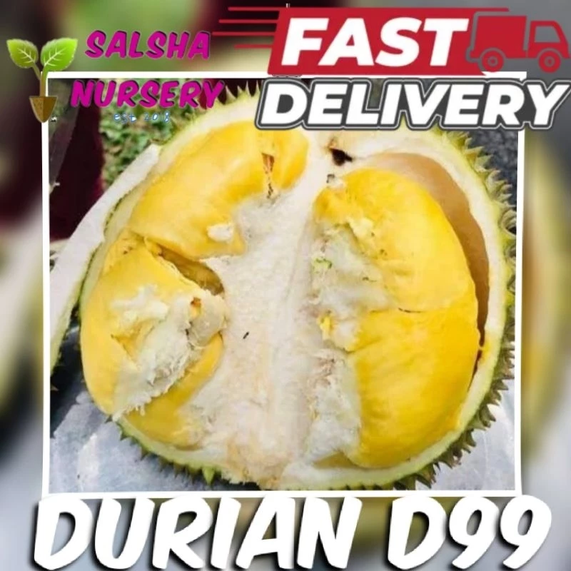 Anak Pokok Durian D99
