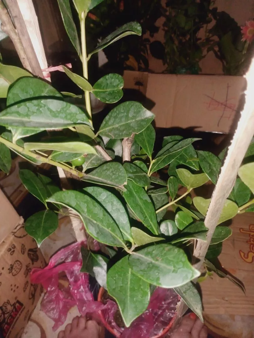 Review Pokok Jambu Strawberry 2