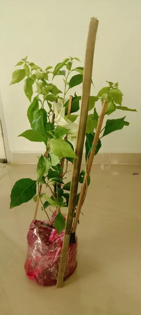 Review Pokok Jambu Strawberry 4