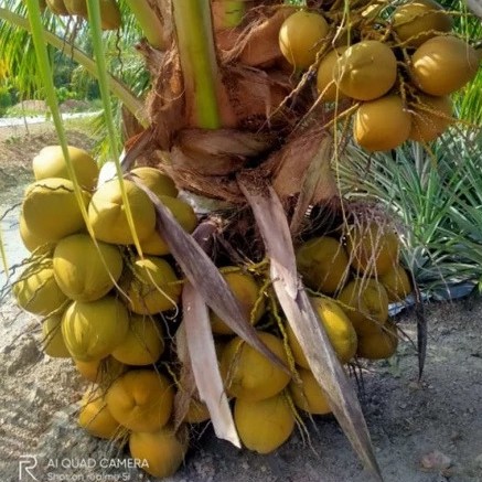 Kelapa SGG