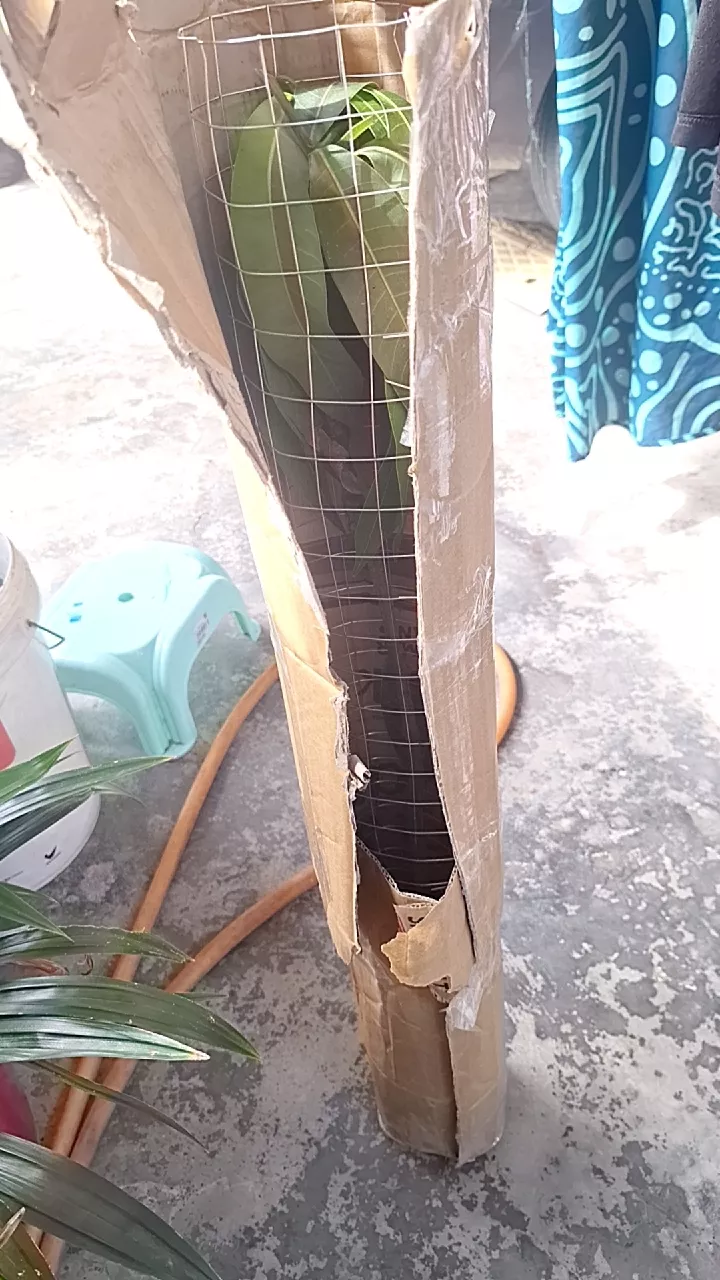 Testimoni wantusoms88