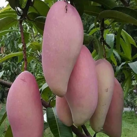 Anak Pokok Mangga Gajah Merah