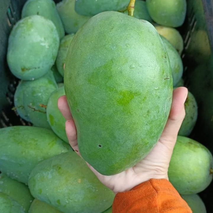Mangga Harumanis