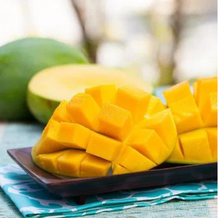 Anak Pokok Mangga Kuini