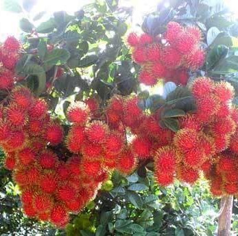 Rambutan Jarum Mas