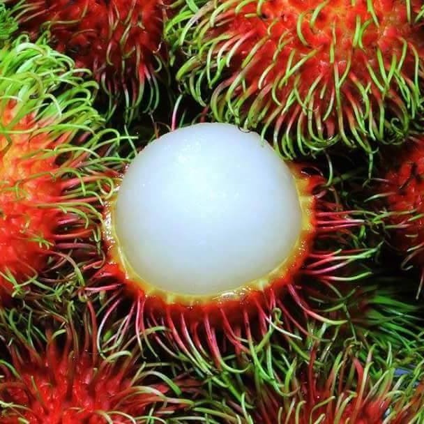 Rambutan Jarum Mas