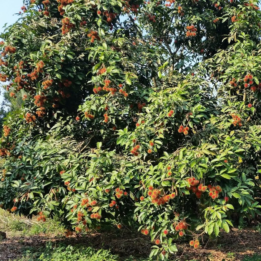 Rambutan Jarum Mas