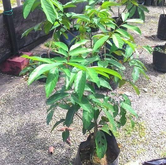 Rambutan Jarum Mas