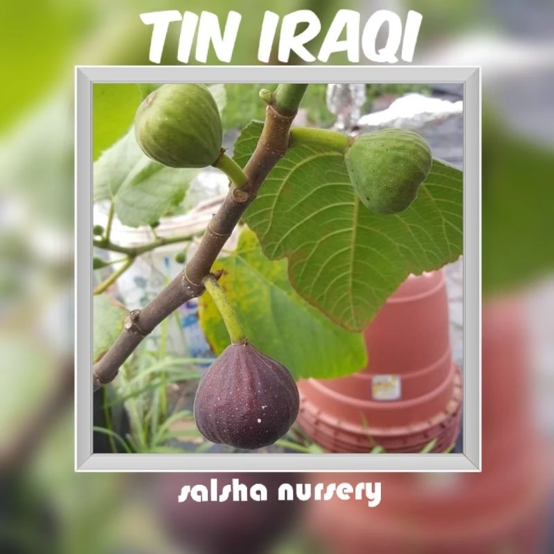 Anak Pokok Tin Iraqi