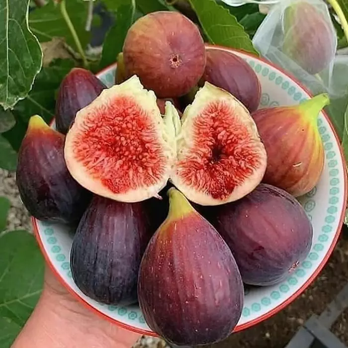 Tin Iraqi